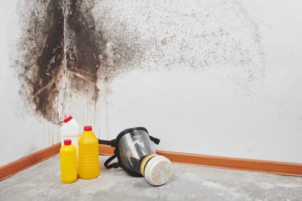 Best Office Mold Removal Services  in Shafter, CA