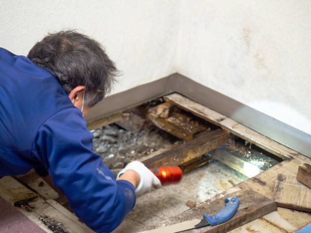 Best Office Mold Removal Services  in Shafter, CA
