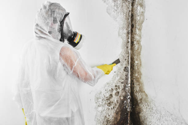 Professional Mold Removal in Shafter, CA