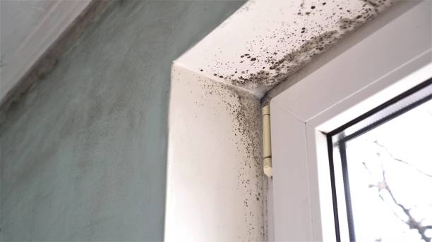 Best Mold Testing  in Shafter, CA