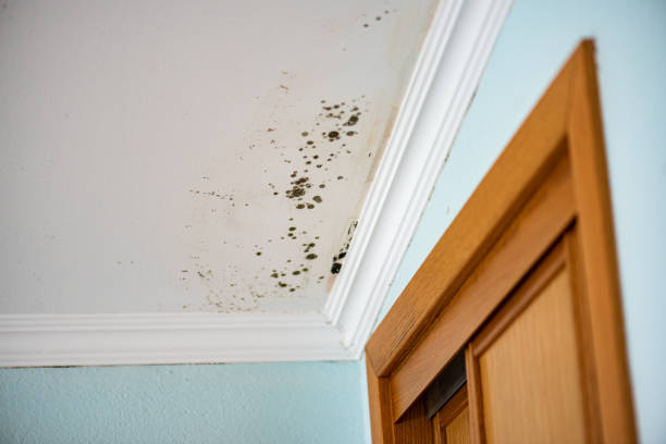 Best Office Mold Removal Services  in Shafter, CA