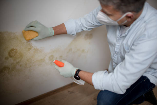Best Mold Remediation Services  in Shafter, CA