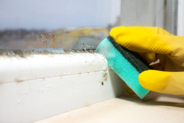 Best Certified Mold Removal  in Shafter, CA
