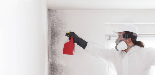 Best Emergency Mold Removal  in Shafter, CA