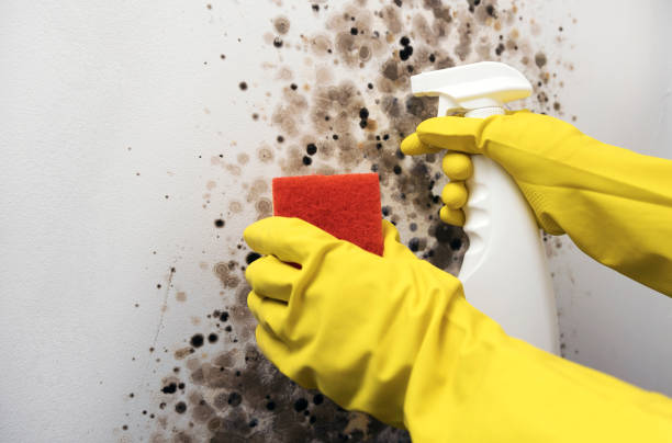 Best Mold Damage Repair  in Shafter, CA