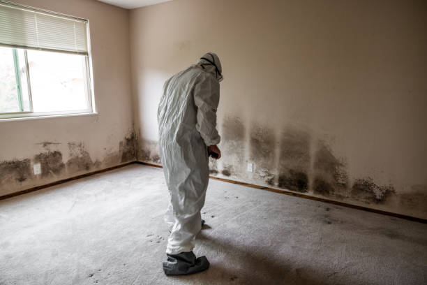 Best Same-Day Mold Removal  in Shafter, CA
