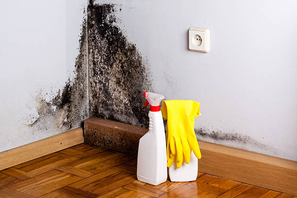 Best Mold Removal and Inspection  in Shafter, CA
