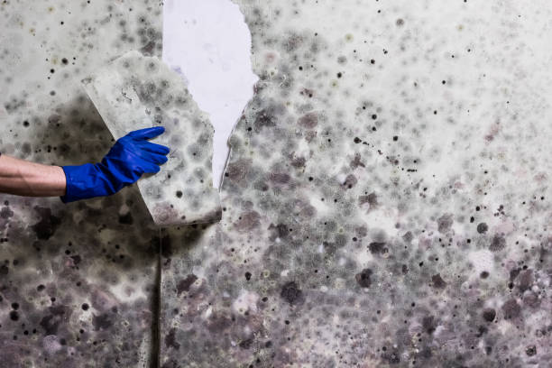 Best Mold Remediation Experts  in Shafter, CA