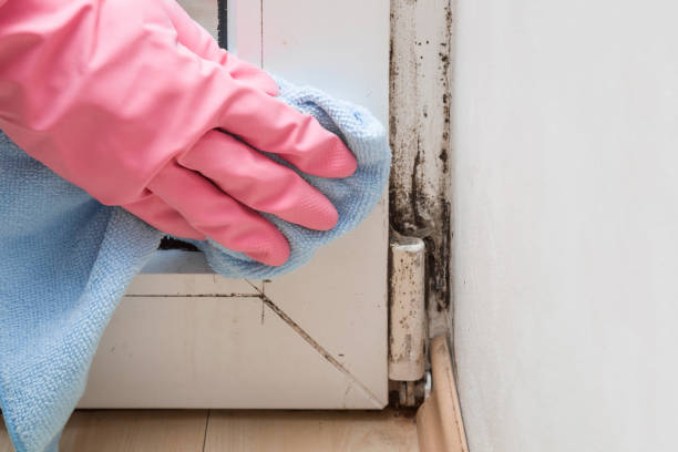 Best Home Mold Removal  in Shafter, CA