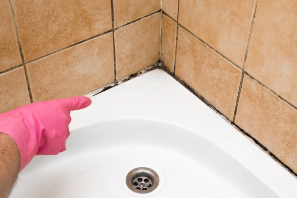 Best Mold Damage Repair  in Shafter, CA